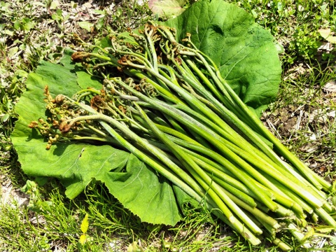 ワラビ  トロっトロな食感がクセになる＜約1000g＞(わらび、蕨)