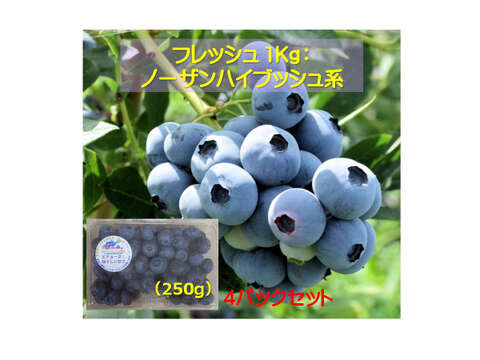 完熟手摘み選別した新鮮ブルーベリー１Kg ：ノーザン・サザン系（250gの4パック）：数粒まとめて頬張り、完熟ならではの、口の中で弾ける『果汁のシャワー』をぜひご体験ください！