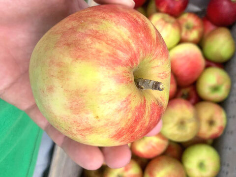 【超訳あり小玉】夏あかり 約2.5キロ 12-16玉 爽やかな夏りんご #NAN0F025