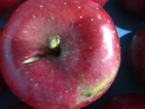 訳あり樹上完熟サンふじ 総重量 約4.5kg前後 青森県 南部地方産 自家りんご農園生産直送品！