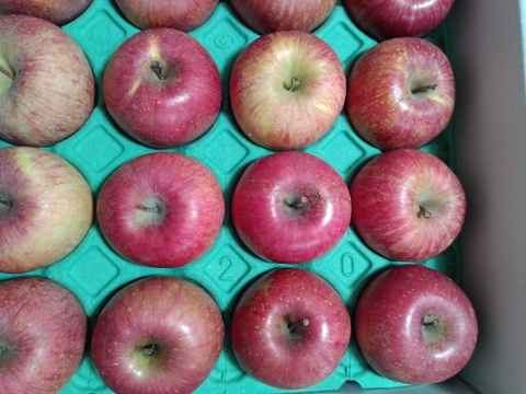 【スマートフレッシュりんご】木成り完熟「サンふじ家庭用5ｋｇ」