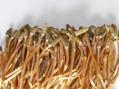 【袴処理済】有馬温泉の麓 天然つくし たっぷり200g 3月末頃から順次発送 土筆