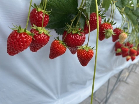 甘さ爆発！The Berry(みくのか）　250ｇ×２ｐ