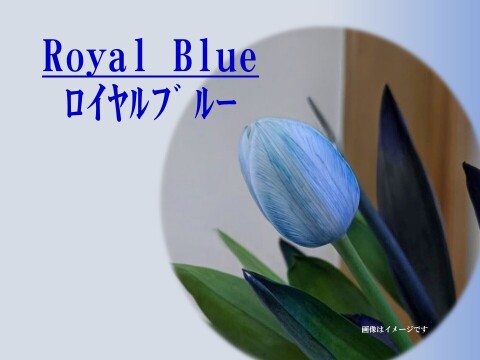 染チューリップ　10本　ロイヤルブルー　発送日は1月中以降となります。　※北海道・沖縄発送不可※