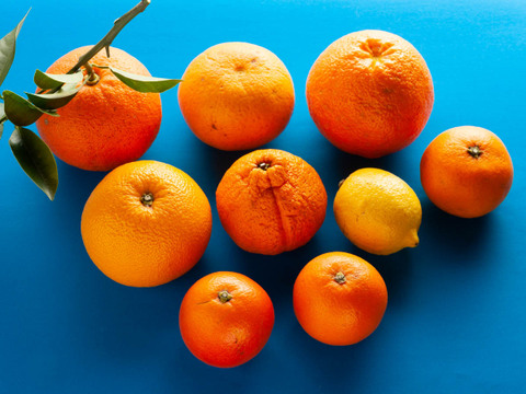 【柑橘食べ比べセット】約10㎏ 柑橘3種以上の詰め合わせ