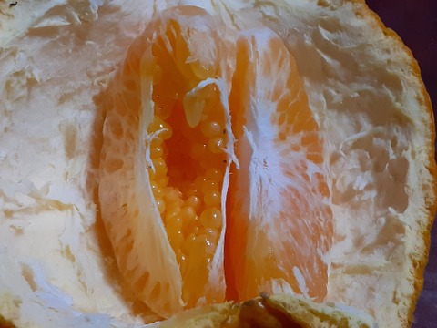 【今が旬】はるみ大玉みかん4kg和歌山産（冷蔵便）