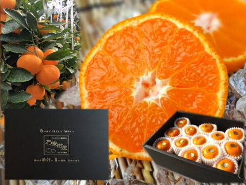 【夏ギフト】【お中元】とろける甘さのハウスみかん！薄皮で果汁たっぷり！冷やしてやみつき！ネットで話題のブランドみかん「蜜ツ星（みつぼし）」　黒化粧箱(大)　Ｓサイズ　秀品　２５玉入　【商品番号07】