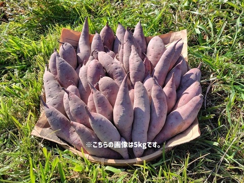 自然栽培さつま芋「べにはるか10kg」（小～中サイズ・焼き芋に適した蜜芋タイプ、栽培期間中農薬・肥料不使用）