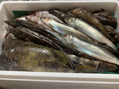 【知床羅臼直送】梅コース8kg詰 (未利用魚ボックス 低利用魚も入ります) 海鮮セット 鮮魚ボックス 海鮮ボックス