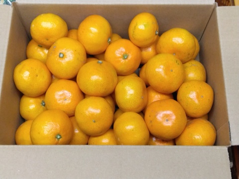 タイムセール　静岡県産　田口早生　小玉サイズ  約3.0㎏