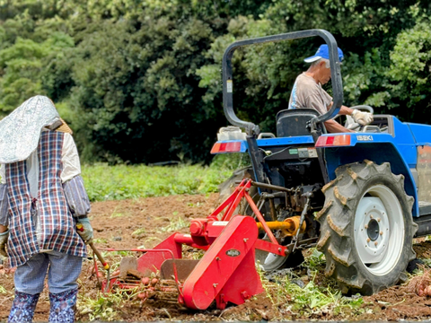 taneco 熟成 種子島安納いも（生いも） 【Ｓサイズ・２kg】