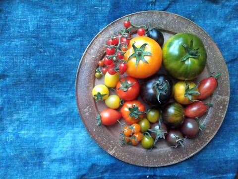 《本日終了！》完熟カラフルトマト 約1.3kg【食べ比べ】【厳選10種以上】