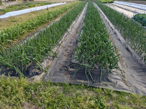 晩生玉ねぎ【豊泉】　福岡産　4kg