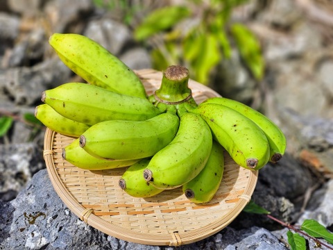 【ワケあり！数量限定】とってもフルーティ！！農薬不使用で育てたやんばるの島バナナ（1kg）