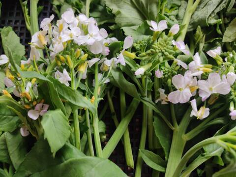 ✨農家の贅沢「菜花仕立ての大根花」約1kg｜ほろ苦やわらか春野菜（農薬・化成肥料不使用）✨