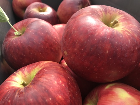 特選　つがる　約4.5kg【2025年産】