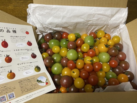 《訳アリお買い得》カラフルミニトマト(1.3㎏)