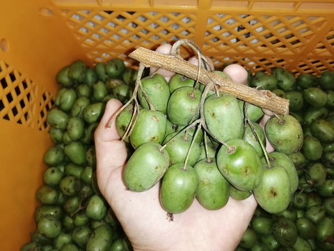 【栄養満点】珍果サルナシ　選別なし約１kｇ