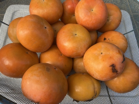 ☆昔ながらの柿(約１５玉前後)☆