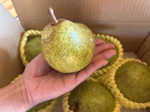 【限定30箱】山形特選ラフランス【お試し小玉1.5キロ】