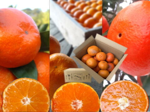 【３箱まとめ買い】めちゃ甘っ！でも見た目かなり難あり！味はピカイチ！ご家庭用！品種ミックス！生産者と消費者をマッチング！ダブル応援みかん　訳あり　サイズ混合　約2kg3箱セット【商品番号3001-3】