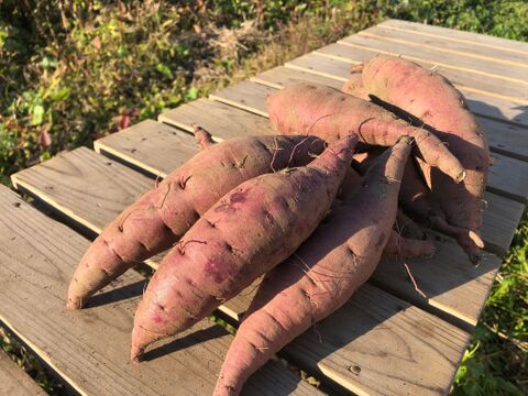 皮ごと美味しく食べられるさつまいも！自然栽培　紅はるか　2kg　９本から１１本