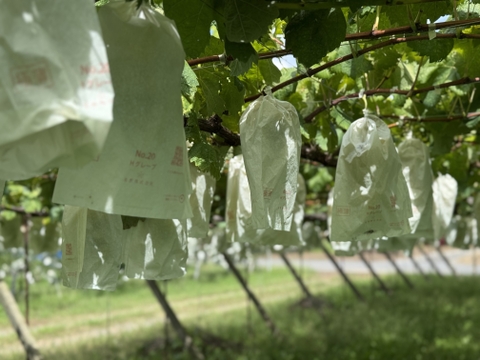 宝石の輝き『ジュエルマスカット』1kg〜1.1kg（2房〜3房）