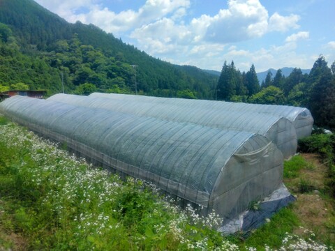 見た目はイマイチ！ご家庭用アールスメロン（1.4㎏以上２玉）