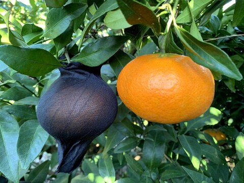 シャキシャキ、プチプチ驚異的な甘さ『甘平』！