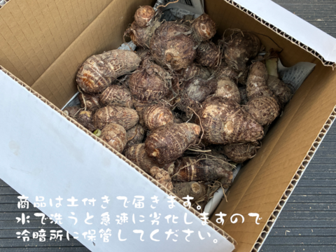 ねっとり食感がたまらない！　サトイモ『土垂』(4KG)　ミックスサイズ