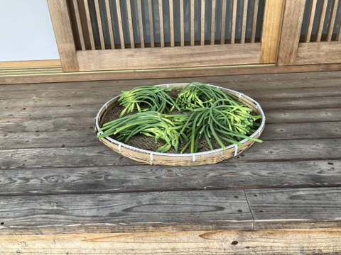 自然栽培のにんにくの芽　2㎏