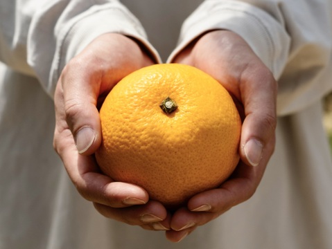 【大人の味わい】八朔『さっぱりとした甘みとほろ苦さ』家庭用 5kg