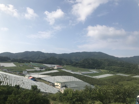 太陽さんさん露地栽培！ジューシー！あま〜い！味に自信あり！紀州有田巨峰村の種あり藤稔（ふじみのり）1kg(３～４房)