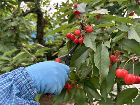 【 ご家庭用:紅秀峰 】山形県産 500g 🍒サイズM〜LLL お楽しみ商品になります^_^！！