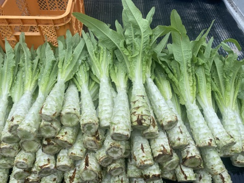 コリコリ食感がクセになる味わいがまさにアスパラガス!茎レタス5kg