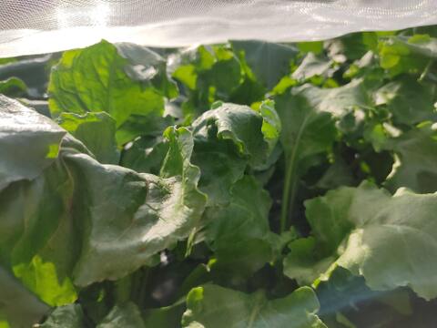 🌱収穫そのままお届け！畑直送！「食べる輸血」採れたて葉付きビーツ1〜2種セット約1.5kg🌱｜畑の鮮度そのまま✨｜農薬・化成肥料不使用｜✨