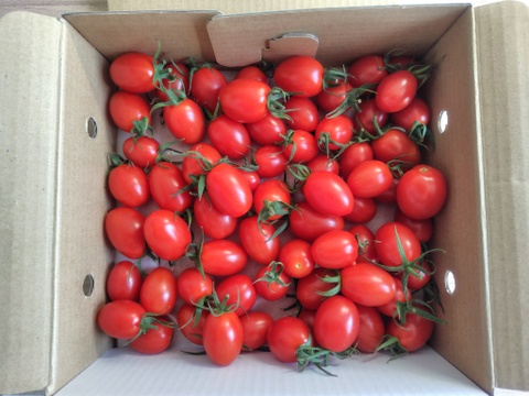 家族の笑顔が広がる完熟ミニトマト「トマランタン」1kg【家庭用熊本県産】