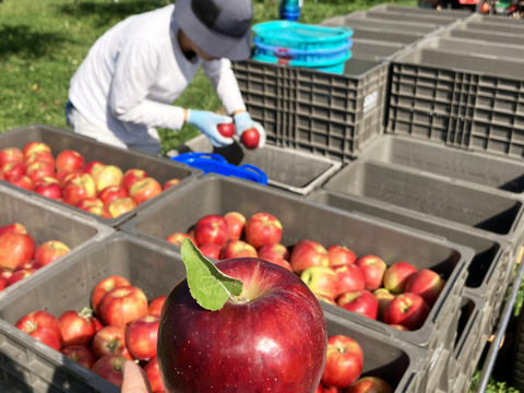 予約開始🍎紅玉🍎たっぷり10kg すっぱいりんご❗低農薬で皮ごと安心✨キズなし良品🎁 予約 旬 人気 お菓子作りにも最適🍴特別栽培認証