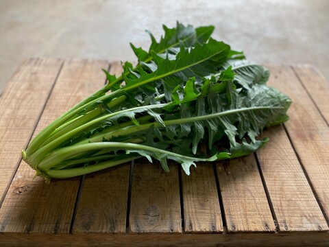 農薬・化学肥料不使用！彩り豊かなチコリー３種、5個入セット！