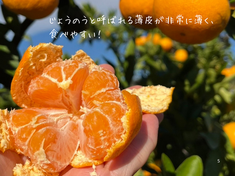 有田みかん⭐︎宮川早生⭐︎早生みかん　3キロ2Sサイズ　ギフトにも！ 【冬ギフト】