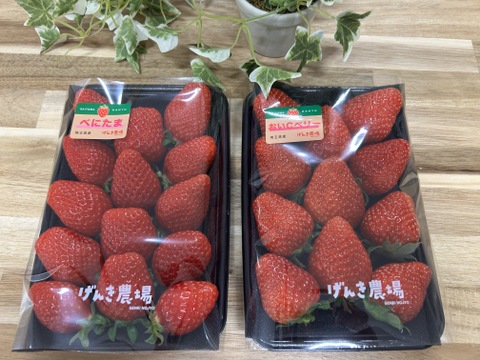 【いちごグランプリ金賞】べにたま VS 農場長おすすめ品種！【いちご食べ比べ】