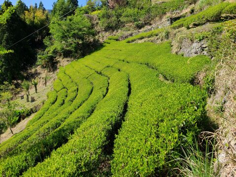自然栽培煎茶、世界農業遺産認定、徳島山間地の緑茶 100g 3袋