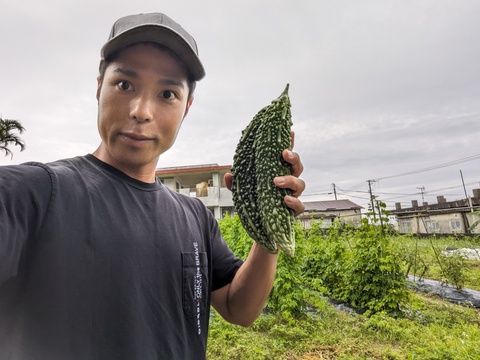 【ゴーヤ1kgセット・4本～5本程度】ほどよい苦み・ビタミンC豊富な沖縄県産ゴーヤ