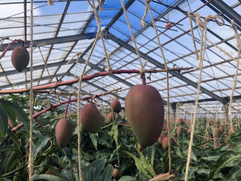 完熟！冷凍ミニマンゴー1㎏