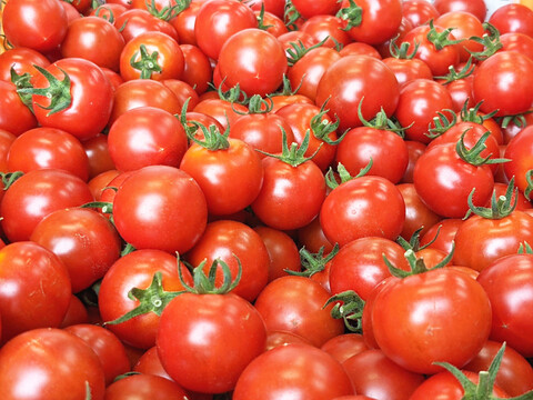 寿美令トマト🍅フルティカ（250gパック2個／段ボール発送）フルーツトマト　ミニトマト　アイメック農法【トマト食べ比べ】