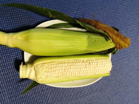 朝採り❱新鮮千葉県銚子産とうもろこし【ピュアホワイト】 2L~Lサイズ