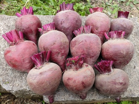 食べて欲しいからSALE　ビーツ6.0kg