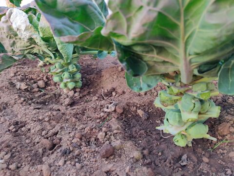 ✨農薬・化成肥料不使用の新鮮芽キャベツ約300g+コカブ約1㎏✨冬の温かい食卓セット😊