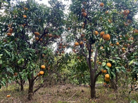 自然農で育った清見オレンジ 5kg