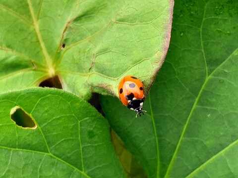 絹の様な滑らかさ！サツマイモ「シルクスイート」1.5kg